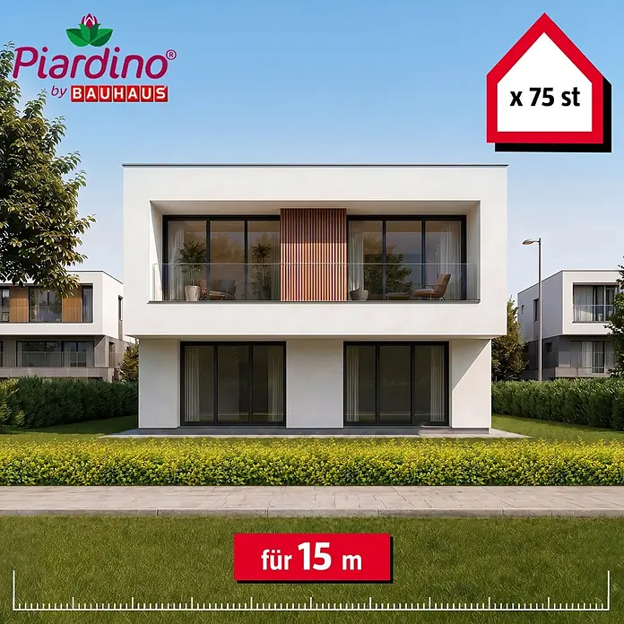 Piardino Liguster Aureum - Aktuelle Wuchshöhe: 60 cm - 80 cm, Ligustrum Ovalifolium Aureum, 75 Stk. - Piardino Hecke für 15m Länge, in 75er-Packung vor modernem Haus.