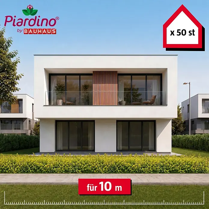 Piardino Liguster Aureum - Aktuelle Wuchshöhe: 60 cm - 80 cm, Ligustrum Ovalifolium Aureum, 50 Stk. - Piardino by Bauhaus: 50 grün-gelbe Sträucher für eine 10m Hecke im modernen Garten.