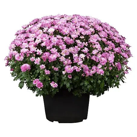 Piardino  Herbst-Chrysantheme Dendranthema Hybride