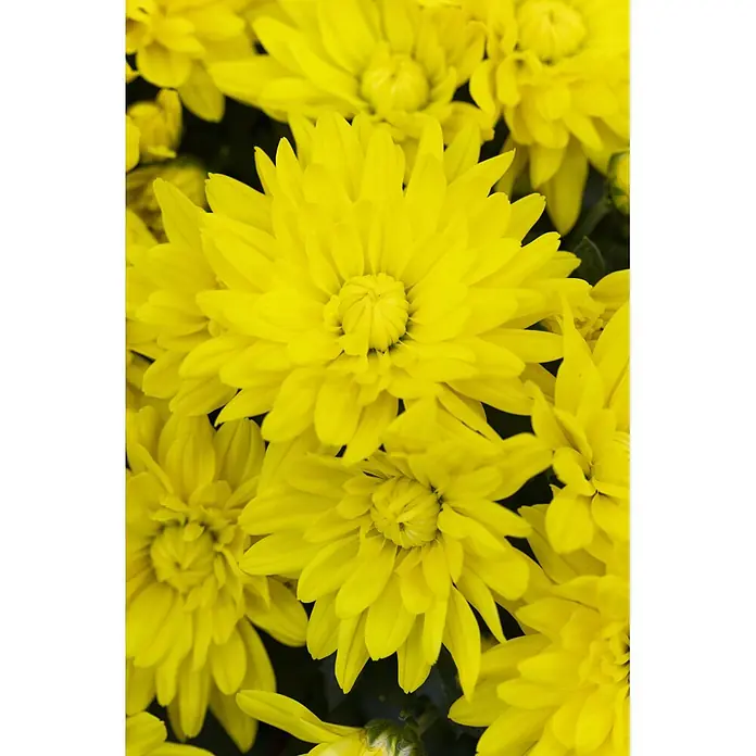 Piardino Herbst-Chrysantheme Dendranthema Hybride - Dendranthema Hybride, Topfgröße: 19 cm, Sortenabhängig - Leuchtend gelbe Chrysanthemenblüten in voller Blüte.