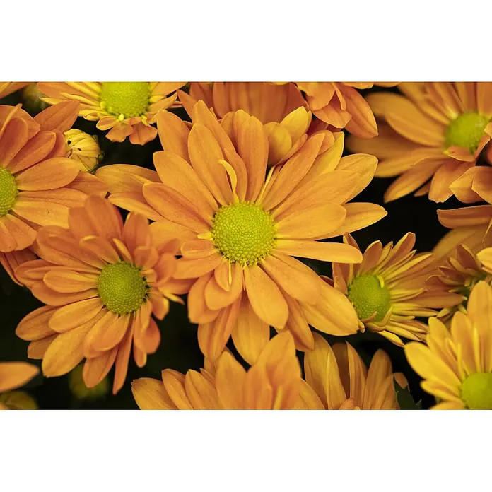 Piardino Herbst-Chrysantheme Dendranthema Hybride - Dendranthema Hybride, Topfgröße: 19 cm, Sortenabhängig - Nahaufnahme leuchtend oranger Blüten mit hellgrünen Zentren, dicht angeordnet.