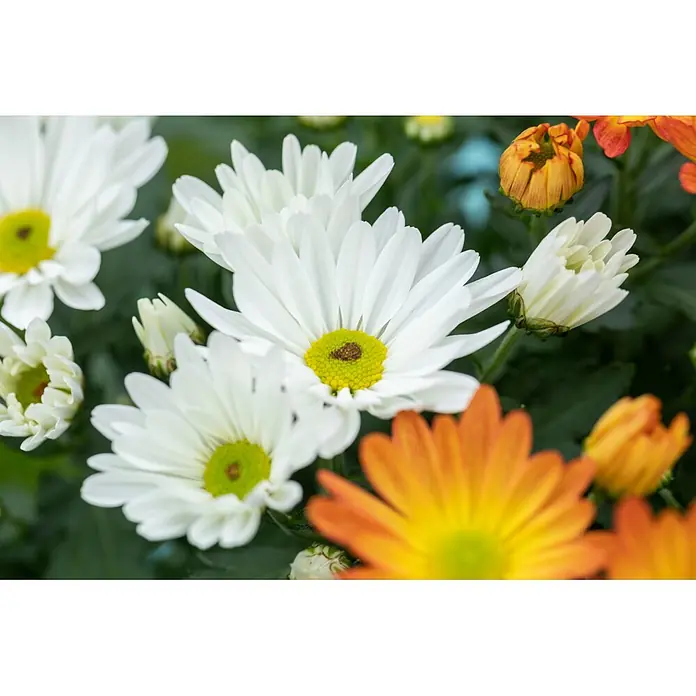 Piardino Herbst-Chrysantheme Dendranthema Hybride - Dendranthema Hybride, Topfgröße: 19 cm, Sortenabhängig - Nahaufnahme von weißen und orange-gelben margeritenähnlichen Blüten, teils geöffnet, teils noch Knospen.