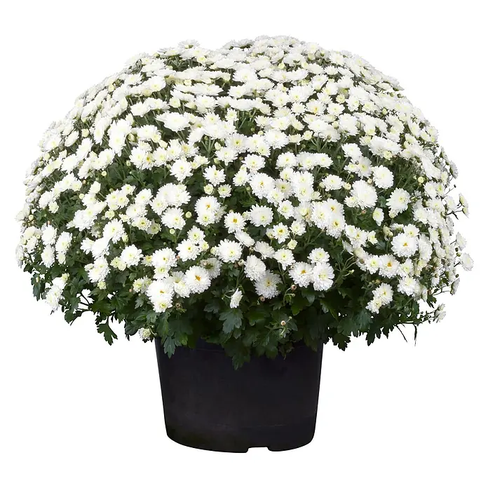 Piardino Herbst-Chrysantheme Dendranthema Hybride - Dendranthema Hybride, Topfgröße: 19 cm, Sortenabhängig - Topfpflanze mit üppigen weißen Blüten und grünen Blättern in einem dunklen Topf.