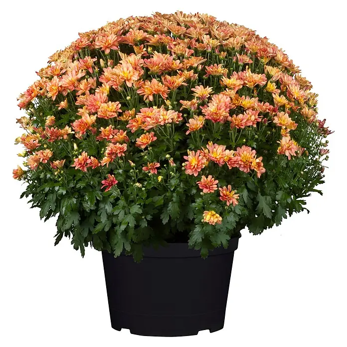 Piardino Herbst-Chrysantheme Dendranthema Hybride - Dendranthema Hybride, Topfgröße: 19 cm, Sortenabhängig - Ein lebendiger Topf mit orange- und pfirsichfarbenen Chrysanthemen mit grünem Laub in einem schwarzen Plastiktopf.