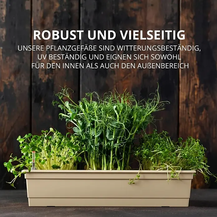 Plastard Pflanzkasten 3er-Set 80 cm Seidengrau - mit Bewässerungssystem - 3 Stk., Außenmaß (L x B x H): 80 x 21 x 17 cm, Kunststoff, Seidengrau - Robuster, beiger Pflanzkasten mit Microgreens. Wetter- und UV-beständig, ideal für Innen- und Außenbereich.
