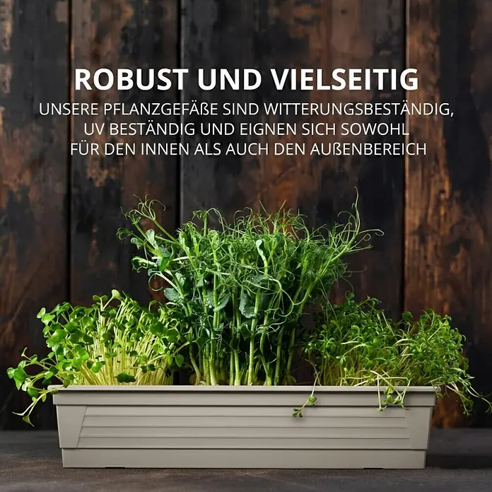 Plastard Pflanzkasten 60 cm Seidengrau, Pflanzkasten, Balkonkasten - 1 Stk., Außenmaß (L x B x H): 60 x 21 x 17 cm, Kunststoff, Seidengrau - Rechteckiger beiger gerillter Pflanzkasten gefüllt mit grünen Mikrogrünpflanzen.
