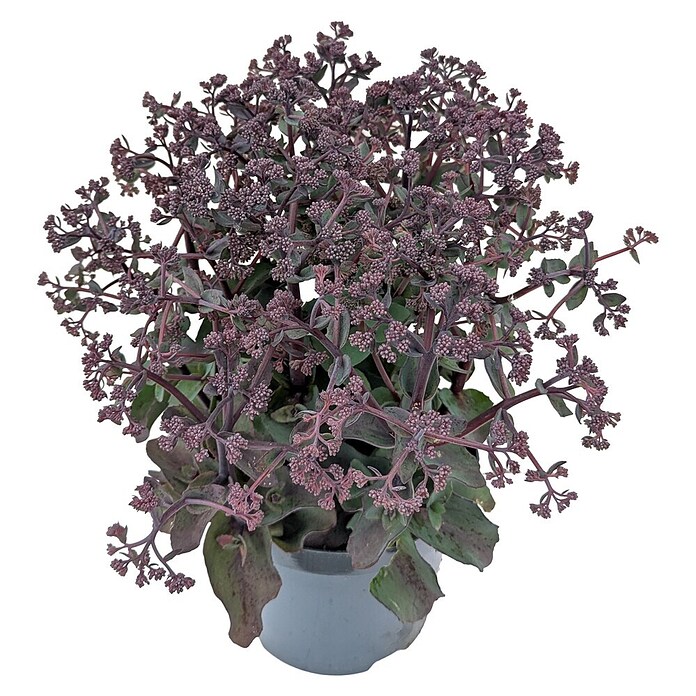 Staude Fetthenne (Sedum telephium, Wuchsform: Aufrecht) | BAUHAUS