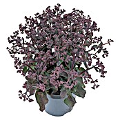 Staude Fetthenne (Sedum telephium, Wuchsform: Aufrecht) | BAUHAUS