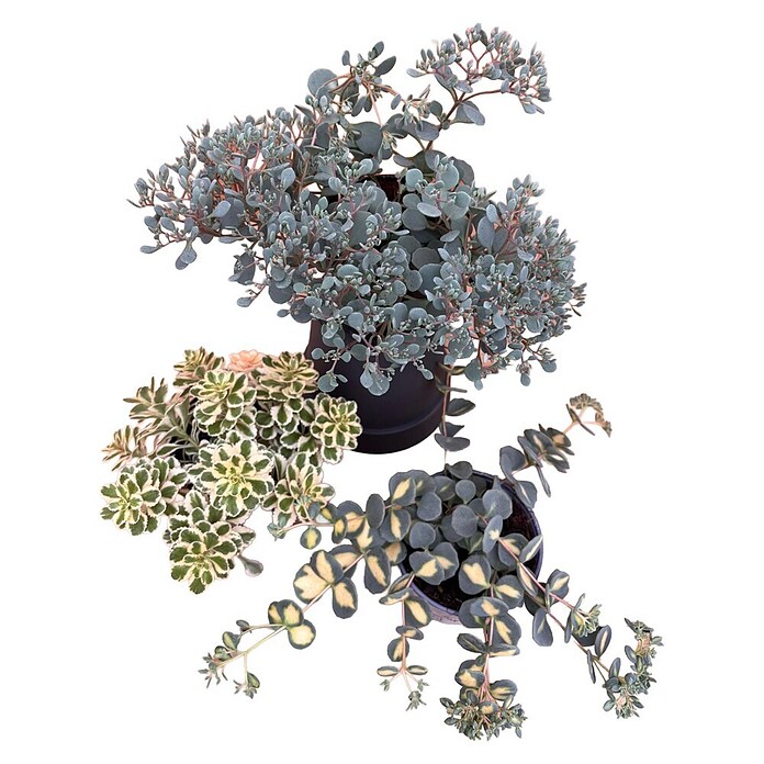 Staude Fetthenne Mix (Botanische Bezeichnung: Sedum, Mehrjährig) | BAUHAUS