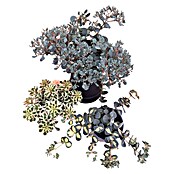 Staude Fetthenne Mix (Botanische Bezeichnung: Sedum, Mehrjährig) | BAUHAUS
