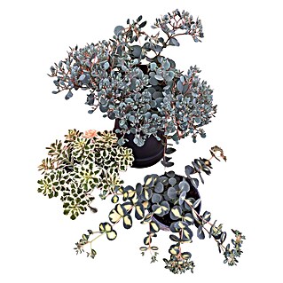 Staude Fetthenne Mix (Botanische Bezeichnung: Sedum, Mehrjährig)