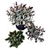 Staude Hebe Mix 
