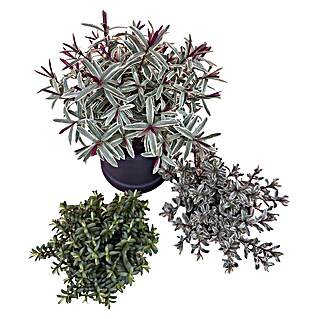 Staude Hebe Mix (Hebe, Mehrjährig)