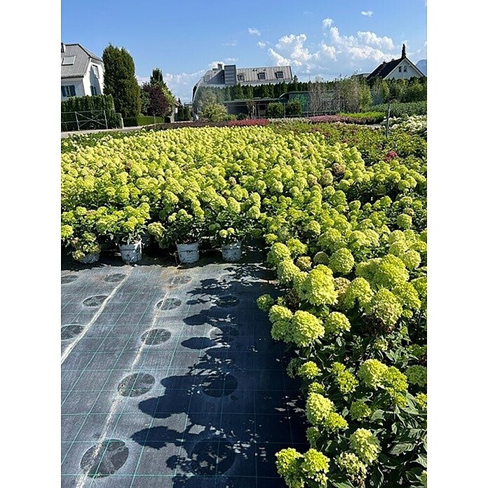 Hortensie Hydrangea paniculata Besonderheiten (Hydrangea paniculata, Topfgröße: 14 cm, Mehrfarbig) | BAUHAUS