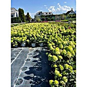 Hortensie Hydrangea paniculata Besonderheiten (Hydrangea paniculata, Topfgröße: 14 cm, Mehrfarbig) | BAUHAUS