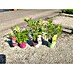 Hortensie Groundbreaker 