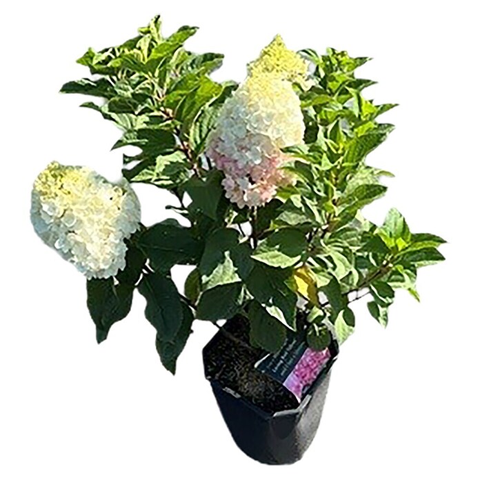 Hortensie Hydrangea paniculata Besonderheiten (Hydrangea paniculata, Topfgröße: 14 cm, Mehrfarbig) | BAUHAUS