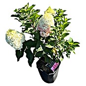 Hortensie Hydrangea paniculata Besonderheiten (Hydrangea paniculata, Topfgröße: 14 cm, Mehrfarbig) | BAUHAUS