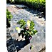 Hortensie Hydrangea paniculata Besonderheiten 