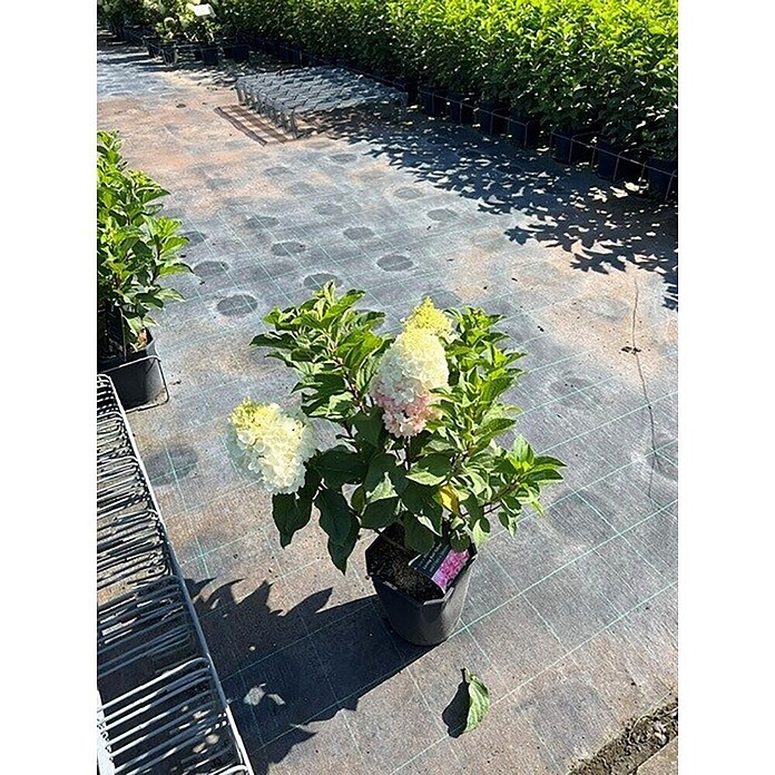 Hortensie Hydrangea paniculata Besonderheiten (Hydrangea paniculata, Topfgröße: 14 cm, Mehrfarbig) | BAUHAUS