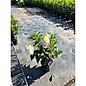 Hortensie Hydrangea paniculata Besonderheiten (Hydrangea paniculata, Topfgröße: 14 cm, Mehrfarbig) | BAUHAUS