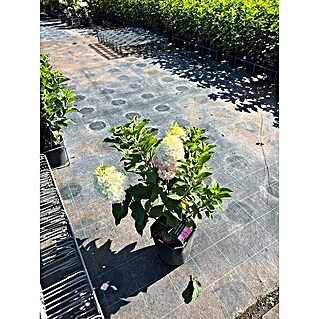 Hortensie Hydrangea paniculata Besonderheiten (Hydrangea paniculata, Topfgröße: 14 cm, Mehrfarbig)