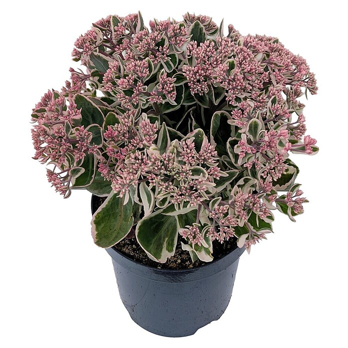 Staude Fetthenne (Sedum telephium, Wuchsform: Aufrecht) | BAUHAUS