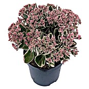 Staude Fetthenne (Sedum telephium, Wuchsform: Aufrecht) | BAUHAUS