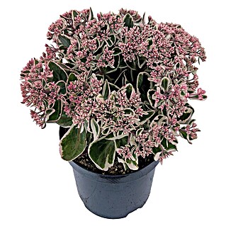 Staude Fetthenne (Sedum telephium, Wuchsform: Aufrecht)
