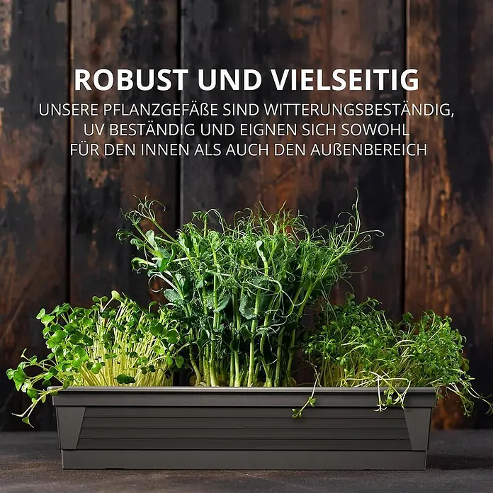 Plastard Pflanzkasten 100 cm Anthrazit, Pflanzkasten, Balkonkasten - 1 Stk., Außenmaß (L x B x H): 100 x 21 x 17 cm, Kunststoff, Anthrazit - Dunkelgrauer Pflanzkasten gefüllt mit frischen grünen Mikrogrünpflanzen, geeignet für Innen- und Außenbereiche.