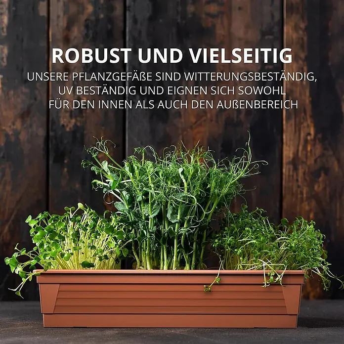 Plastard Pflanzkasten 3er Set 60 cm Terrakotta, Pflanzkasten, Balkonkasten - 3 Stk., Außenmaß (L x B x H): 60 x 21 x 17 cm, Kunststoff, Terrakotta - Brauner, rechteckiger Pflanzkasten mit Microgreens, robust und vielseitig, für drinnen und draußen geeignet.