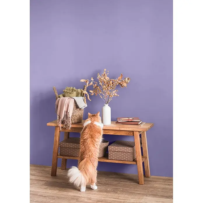 Caleo Color Wandfarbe Lehmfarbe Veilchenblüte - Veilchenblüte, Matt, 2,25 l - Hölzerner Konsolentisch, zu dessen Oberfläche sich eine Katze aufrichtet.