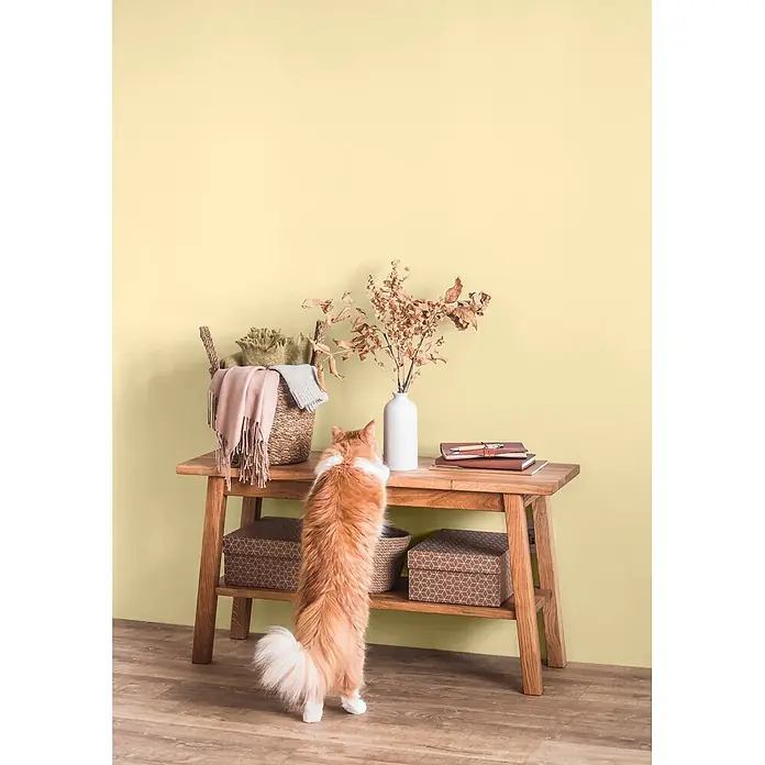 Caleo Color Wandfarbe Lehmfarbe Sandwirbel - Sandwirbel, Matt, 0,15 l - Heller Holztisch mit Korb, Vase und Büchern, von einer orange-weißen Katze auf den Hinterbeinen beobachtet.