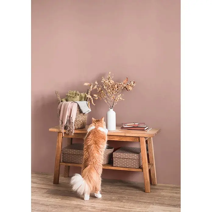 Caleo Color Wandfarbe Lehmfarbe Magnolie - Magnolie, Matt, 0,15 l - Flauschige orange Katze auf Hinterbeinen erkundet Holzkonsolentisch mit Korb, Trockenblumen vor rosa Wand.