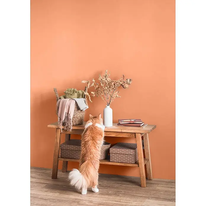 Caleo Color Wandfarbe Lehmfarbe Papaya - Papaya, Matt, 5 l - Eine orange-weiße Katze steht auf den Hinterbeinen und schaut neugierig auf Deko auf einem Holztisch vor einer orangen Wand.