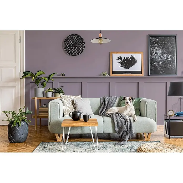 Caleo Color Buntlack Lavendel - Lavendel, Seidenmatt, 0,68 l, Wasserbasiert - Mintgrünes Sofa mit Holzbeinen und Zierkissen in einem modernen Wohnzimmer, ein Hund liegt darauf.