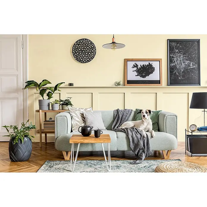 Caleo Color Buntlack Saharawind - Saharawind, Seidenmatt, 0,68 l, Wasserbasiert - Hellmintgrünes Sofa in einem modernen Wohnzimmer, mit einem Hund darauf liegend.