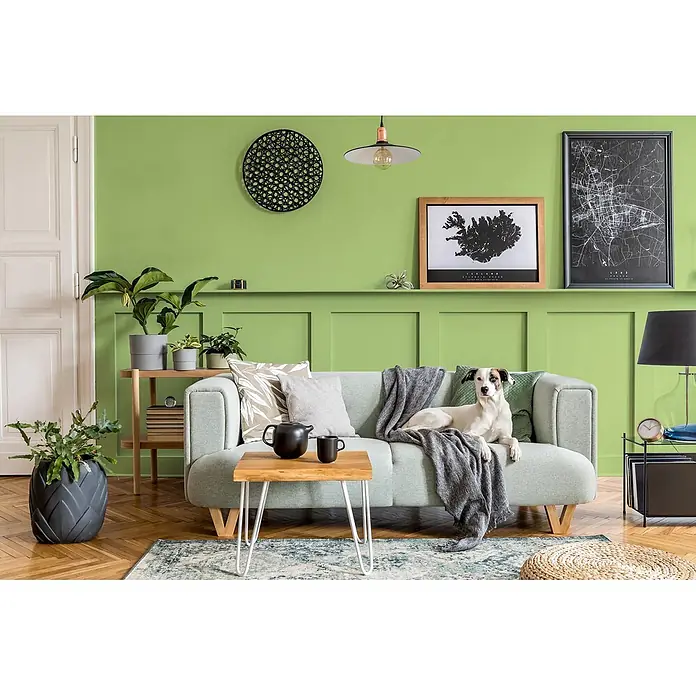 Caleo Color Buntlack Gingko - Gingko, Seidenmatt, 0,68 l, Wasserbasiert - Hellgrünes Polstersofa im Wohnzimmer, mit einem Hund darauf.