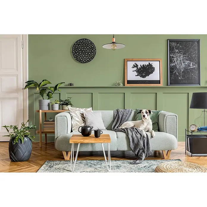 Caleo Color Buntlack Weideland - Weideland, Seidenmatt, 0,15 l, Wasserbasiert - Hellgrünes Sofa mit Holzbeinen, mit einem grauen Überwurf und einem weißen Hund, der bequem darauf in einem modernen Wohnzimmer ruht.