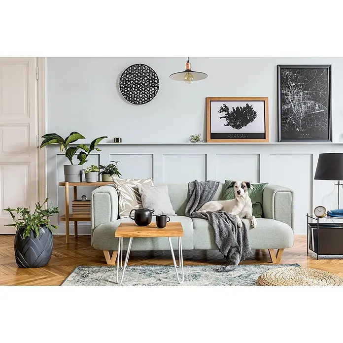 Caleo Color Buntlack Schäfchenwolke - Schäfchenwolke, Seidenmatt, 0,68 l, Wasserbasiert - Ein hellgrünes Stoffsofa mit einem darauf liegenden Hund in einem modernen Wohnzimmer, umgeben von Pflanzen und minimalistischer Einrichtung.