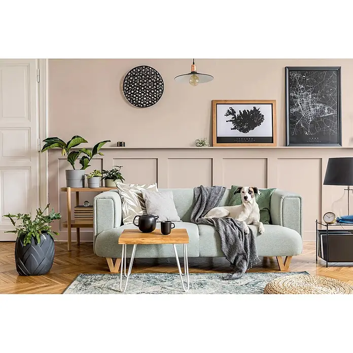 Caleo Color Buntlack Wüstenwind - Wüstenwind, Seidenmatt, 0,15 l, Wasserbasiert - Ein hellgrünes Sofa mit Holzbeinen, darauf graue und grüne Kissen und eine Decke, von einem weißen Hund in einem gemütlichen Wohnzimmer bewohnt.