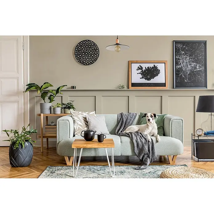 Caleo Color Buntlack Papyrus - Papyrus, Seidenmatt, 0,15 l, Wasserbasiert - Hellgrünes Sofa mit grauem Überwurf und Zierkissen. Ein Hund entspannt auf dem Sofa in einem stilvollen, hellen Wohnzimmer.