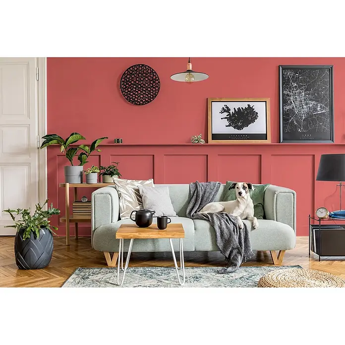 Caleo Color Buntlack Mohnblume - Mohnblume, Seidenmatt, 0,68 l, Wasserbasiert - Ein mintgrünes Sofa mit Holzbeinen und einer grauen Decke in einem gemütlichen Wohnzimmer, mit einem darauf liegenden Hund.