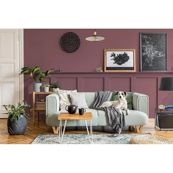 Caleo Color Buntlack Kaminabend - Kaminabend, Seidenmatt, 0,68 l, Wasserbasiert - Ein weiß-brauner Hund ruht auf einem hellgrünen Sofa in einem modernen Wohnzimmer mit pflaumenfarbenen Wänden.