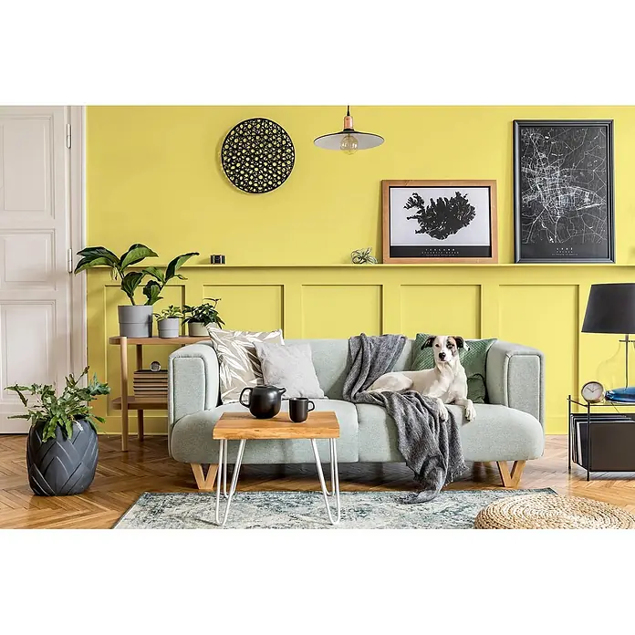 Caleo Color Buntlack Steppengras - Steppengras, Seidenmatt, 0,68 l, Wasserbasiert - Hellgrünes Polstersofa in einem lebendigen Wohnzimmer, mit Kissen, einer Decke und einem darauf entspannenden Hund.
