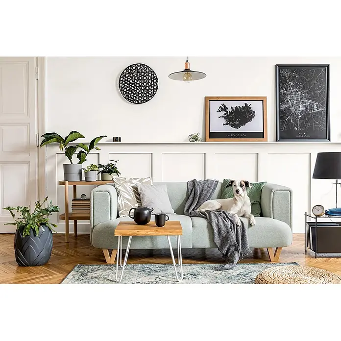 Caleo Color Buntlack Altweiß - Altweiß, Seidenmatt, 0,15 l, Wasserbasiert - Ein hellgrünes Stoffsofa mit Holzbeinen in einem modernen Wohnzimmer. Ein Hund liegt bequem auf dem Sofa.