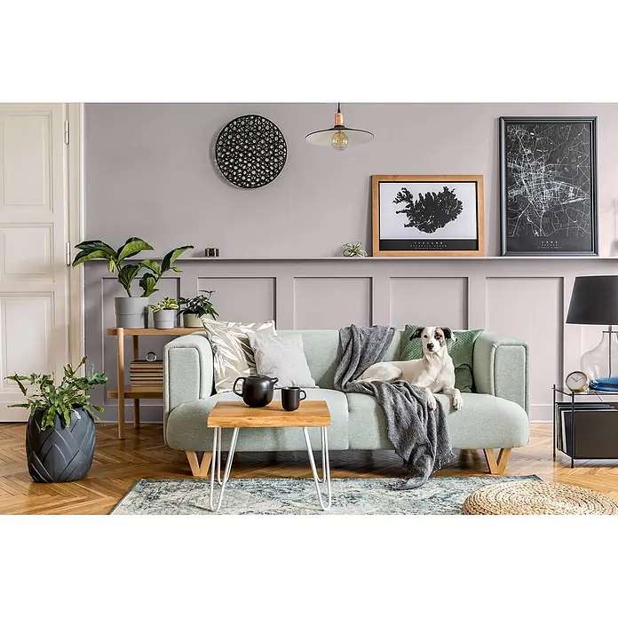 Caleo Color Buntlack Achat - Achat, Seidenmatt, 0,15 l, Wasserbasiert - Ein hellgrünes Sofa mit Holzbeinen, geschmückt mit Kissen und einer Decke, dient als gemütlicher Platz für einen Hund in einem modernen Wohnzimmer.