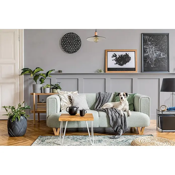Caleo Color Buntlack Graureiher - Graureiher, Seidenmatt, 0,15 l, Wasserbasiert - Hellgrünes Sofa mit einem darauf ruhenden Hund in einem modernen Wohnzimmer.