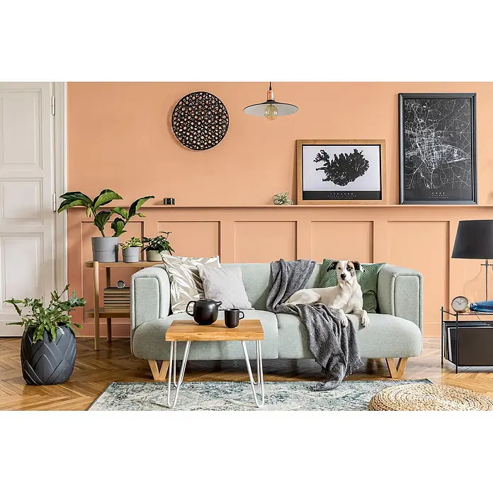 Caleo Color Buntlack Papaya - Papaya, Seidenmatt, 0,15 l, Wasserbasiert - Hellgrünes Stoffsofa mit Holzbeinen, mit einer grauen Decke und einem Hund darauf, in einem gemütlichen Wohnzimmer.
