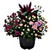 Piardino Pflanzen-Mix Herbst Flowers 